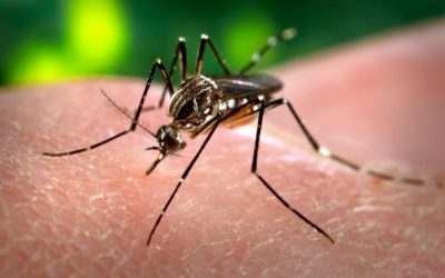Las picaduras de insectos provocan muchas enfermedades mortales
